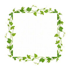 Fototapeta premium Square frame made of fresh green grape vines and leaves isolated on transparent background