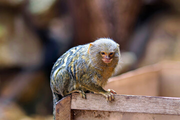 Close up portrait of a curious pygmy marmoset monkey sitting on a wooden structure and looking forward with attentive eyes © Констянтин Батыльчук