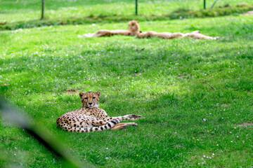 Close view of a cheetah lying on green grass looking forward with other cheetahs resting blurred in background. © Констянтин Батыльчук