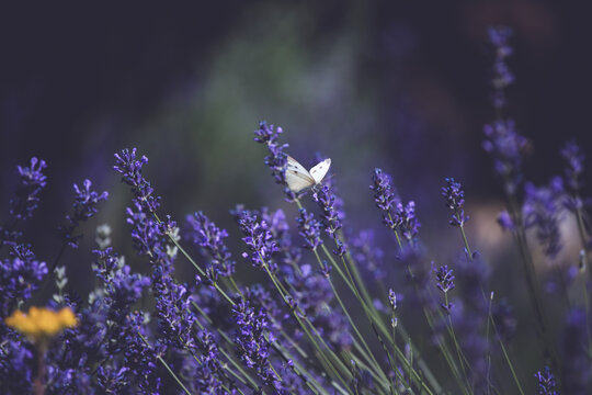 Close-up of lavender flowers with butterfly. Soft focus on black banner background