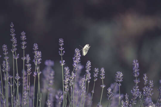 Close-up of lavender flowers with butterfly. Soft focus on black banner background
