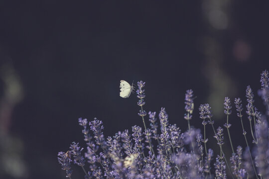 Close-up of lavender flowers with butterfly. Soft focus on black banner background