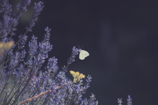 Close-up of lavender flowers with butterfly. Soft focus on black banner background