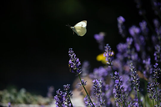 Close-up of lavender flowers with butterfly. Soft focus on black banner background