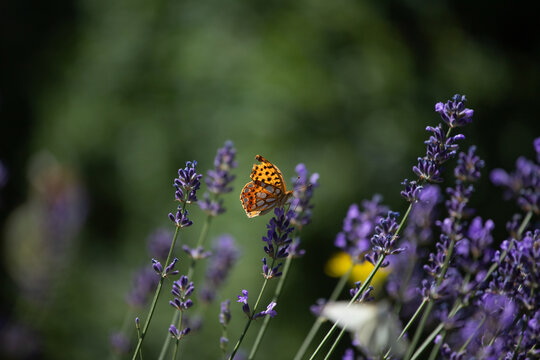 Close-up of lavender flowers with butterfly. Soft focus on black banner background
