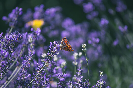 Close-up of lavender flowers with butterfly. Soft focus on black banner background