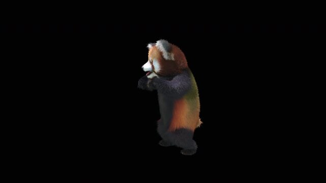 Cute 3D animated red panda dancing rumba with alpha channel. Cartoon animal character isolated for compositing, motion graphics, video editing, and digital content creation.