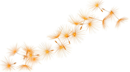 Obraz premium Dandelion seeds floating in air on transparent background. Delicate white seed puffs drifting mid-flight isolated cutout.
