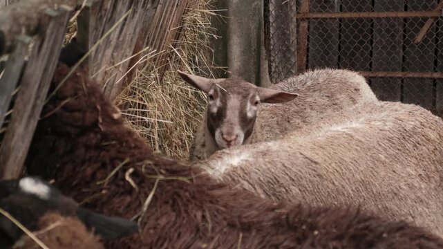 Flock of sheep grazes peacefully in a rustic farm setting alive with nature. Detailed closeup of brown and white sheep herd. Concept of sheep farming and herding. Open-air sheepfold. Farmhouse