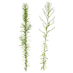 Fototapeta premium 3d illustration of Aster plant isolated on transparent background