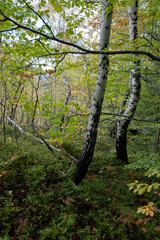 Fototapeta premium Beautiful autumn landscape. Travel, hiking, freedom, active lifestyle. Autumn in the forest.