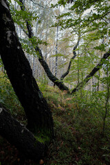 Fototapeta premium Beautiful autumn landscape. Travel, hiking, freedom, active lifestyle. Autumn in the forest.