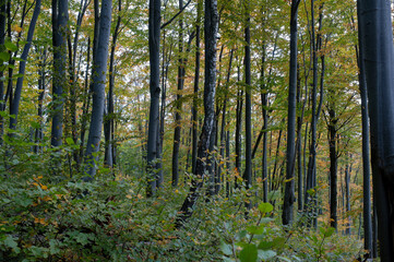 Fototapeta premium Beautiful autumn landscape. Travel, hiking, freedom, active lifestyle. Autumn in the forest.