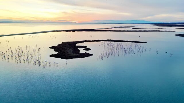 Flamingo flock moving through wetland water near low marsh islands. Aerial nature footage focused on migratory bird habitat and coastal biodiversity