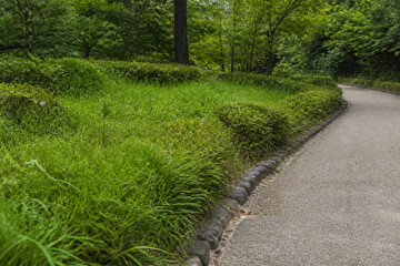 Fototapeta premium 植生で保存区域を分けた緑豊かな曲線の散策路