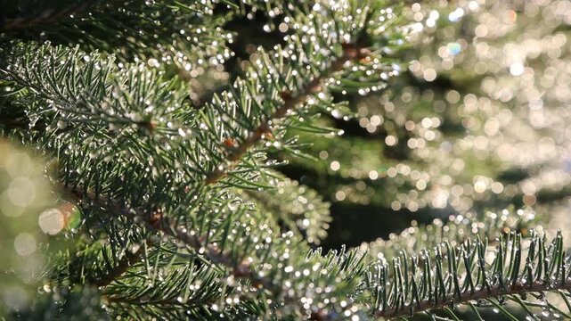 Glistening Water Droplets on Tree Branch, Post-Rain Sunlight - Seamless Loop - Zooming