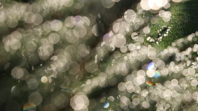 Glistening Water Droplets on Tree Branch, Post-Rain Sunlight - Seamless Loop - Zooming