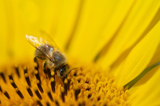 A close-up of a honeybee searching for pollen on a yellow sunflower.