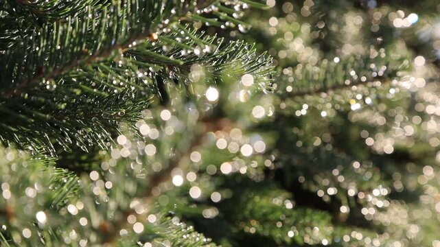 Glistening Water Droplets on Tree Branch, Post-Rain Sunlight - Seamless Loop - Zooming