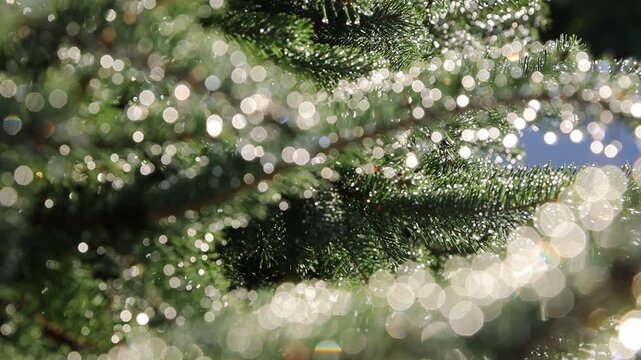 Glistening Water Droplets on Tree Branch, Post-Rain Sunlight - Seamless Loop - Zooming