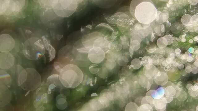 Glistening Water Droplets on Tree Branch, Post-Rain Sunlight - Seamless Loop - Zooming