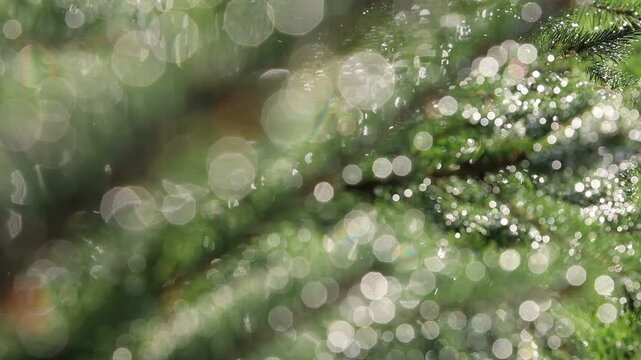 Glistening Water Droplets on Tree Branch, Post-Rain Sunlight - Seamless Loop - Zooming