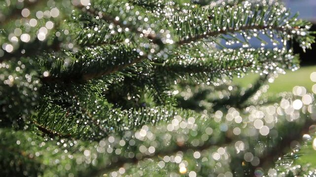 Glistening Water Droplets on Tree Branch, Post-Rain Sunlight - Seamless Loop - Zooming