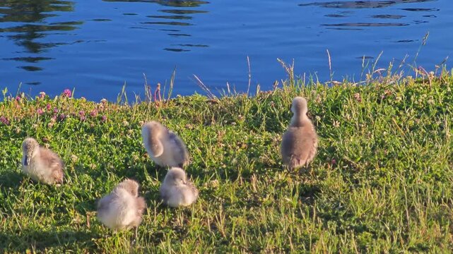 Fluffy cygnets preening their feathers while resting on a grassy riverbank beside clear blue water in bright natural sunlight