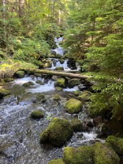 Fototapeta premium Mossy Forest Stream Near Idleyld Park, Oregon