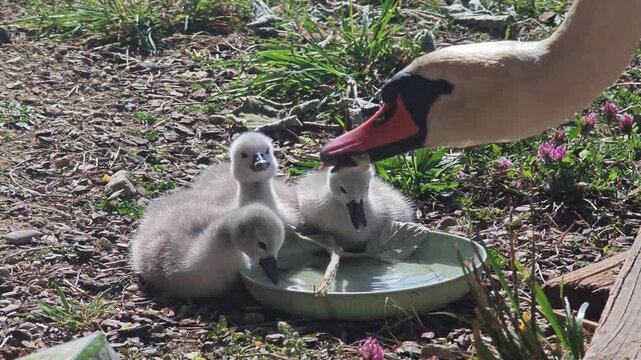 A close-up of a mother swan and three fluffy cygnets drinking water from a green bowl on the ground. A cute wildlife family moment in a sunny garden. Shot in crisp 4K 60fps.