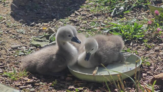 Three cute fluffy cygnets drink water from a green bowl, with one baby swan playfully sitting inside it. A heartwarming wildlife moment in the sun. Shot in crisp 4K 60fps.