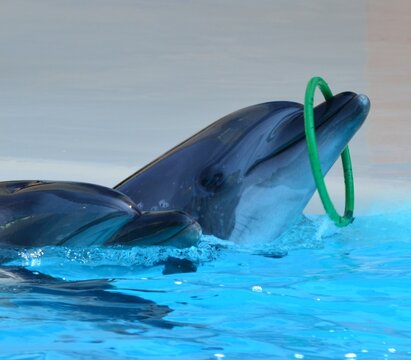 Dolphin jumping through green hoop in blue water pool concept of animals  