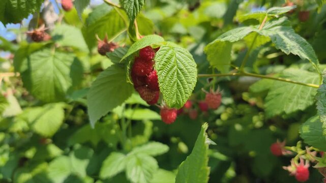 Berry bush grows ripe red raspberries among green leaves, showing natural organic beauty. Berry bush produces healthy fruit rich in vitamins, perfect for fresh summer harvest outdoors today.