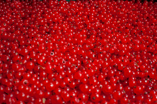Close-up of fresh ripe red currant berries forming a bright natural background, for food concepts.
