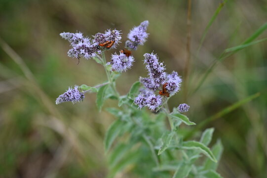 Common red soldier beetles mating on horse mint