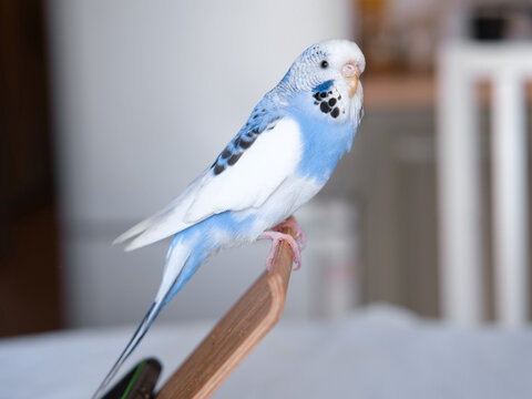 Blue white budgie perched on armrest, quiet indoor portrait of tame parakeet showcasing speckled plumage and delicate beak, soft neutral background, closeup resting pose conveying companion bird vibe