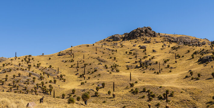 A grassy hillside dotted with giant Puya raimondii plants under a clear blue sky in the high-altitude Andean highlands of Peru