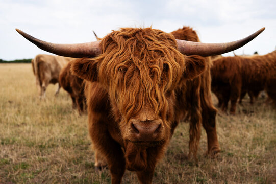 Portrait of a majestic adult Highland cow looking at camera.