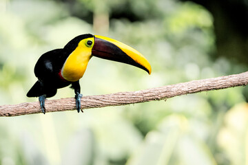 Toucan with bright yellow bill perched on a branch in tropical rainforest with soft blurred green background © PIC by Femke