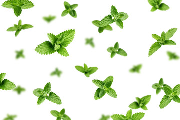 Falling Mint Leaves, spearmint, isolated, selective focus © grey
