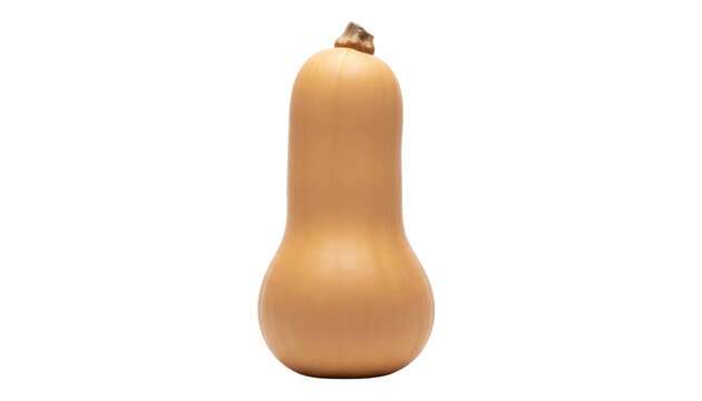 Butternut squash in tan skin, fresh whole vegetable produce, organic ingredient for cooking and autumn recipes isolated PNG with Transparent Background