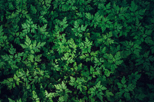 Green foliage background leaves herb botanical texture parsley garden organic nature for eco branding, food design, wellness media, and sustainable agriculture.