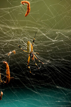 Close-up of yellow and black garden spider suspended in its orb web with trapped curled orange prey against a soft green blurred background