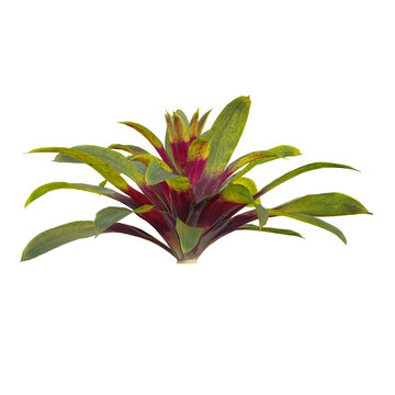 3d illustration of Guzmania plant isolated on transparent background