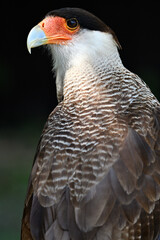 Fototapeta premium Crested caracara bird portrait
