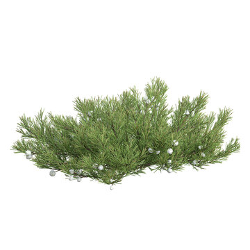3d illustration of juniperus plant isolated on transparent background