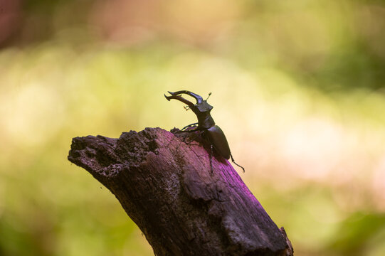 Red Book-listed stag beetle on a wooden stump