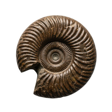 Close-up of an ammonite fossil on dark background
