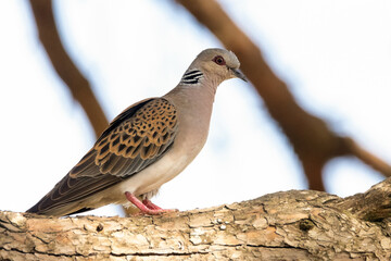Tórtola Europea "Streptopelia turtur"​sin querer tirarse © FranciscoJose