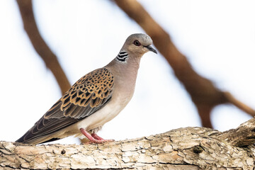 Visitando la charca en la caída de la tarde. Tórtola Europea "Streptopelia turtur"​ © FranciscoJose